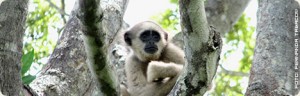 Muriqui